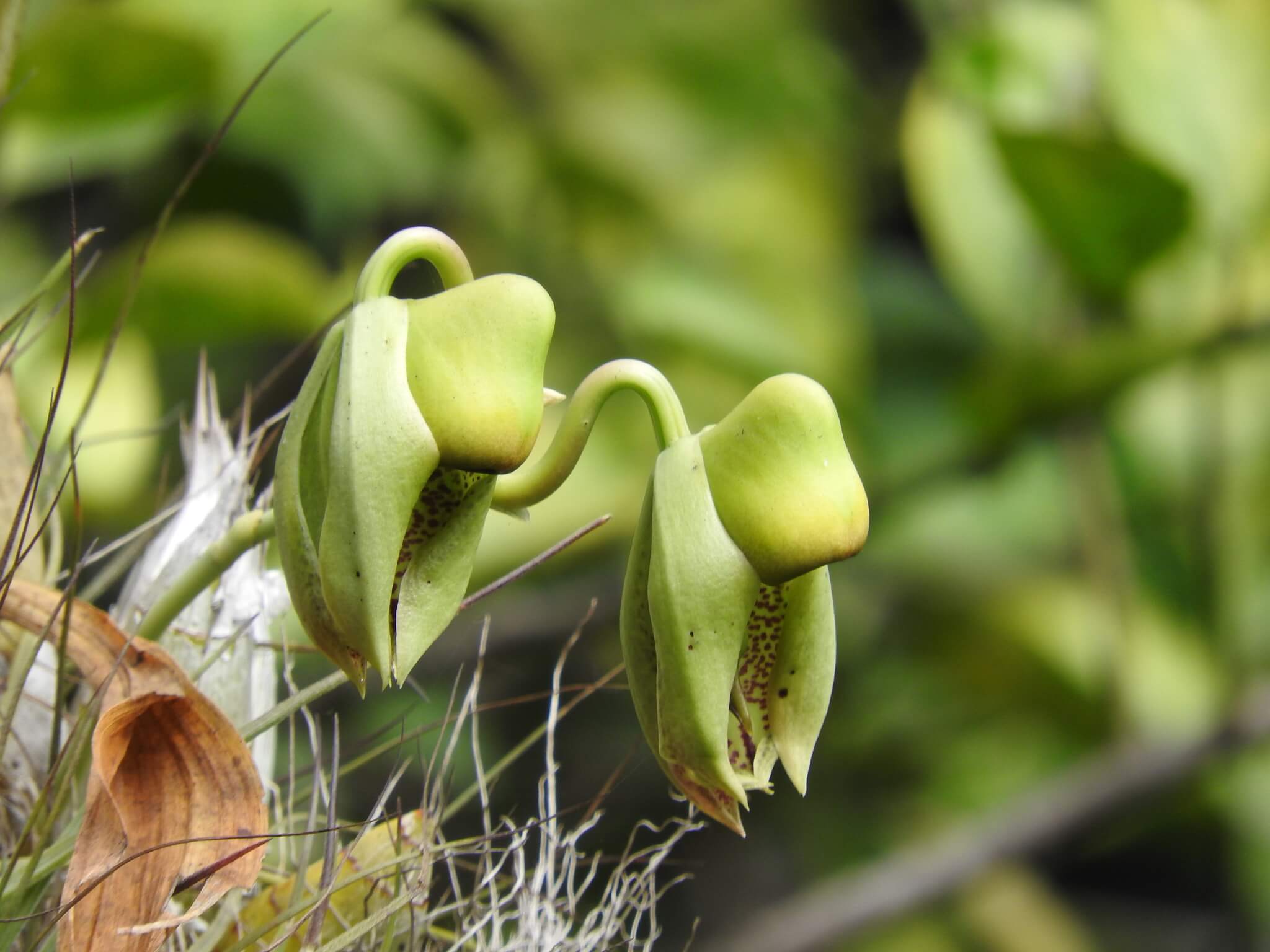 Catasetum integerrimum